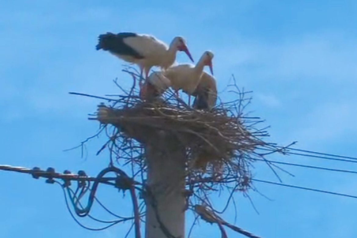 Bociany pechowo wybrały Rzeszów. PGE Dystrybucja: “Nie jesteśmy od pomagania zwierzętom” [FILM]